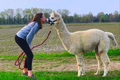 alpaca