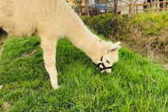 animali-11_edited