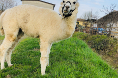 animali-3_edited-1