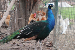 animali-16_edited