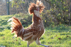 animali-2_edited-1