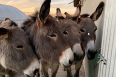 I_Nostri_Animali_Agriturismo_Le_Risaie