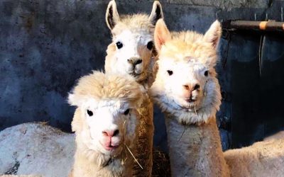 Agriturismo Con Animali – Pet Therapy a Milano Sud