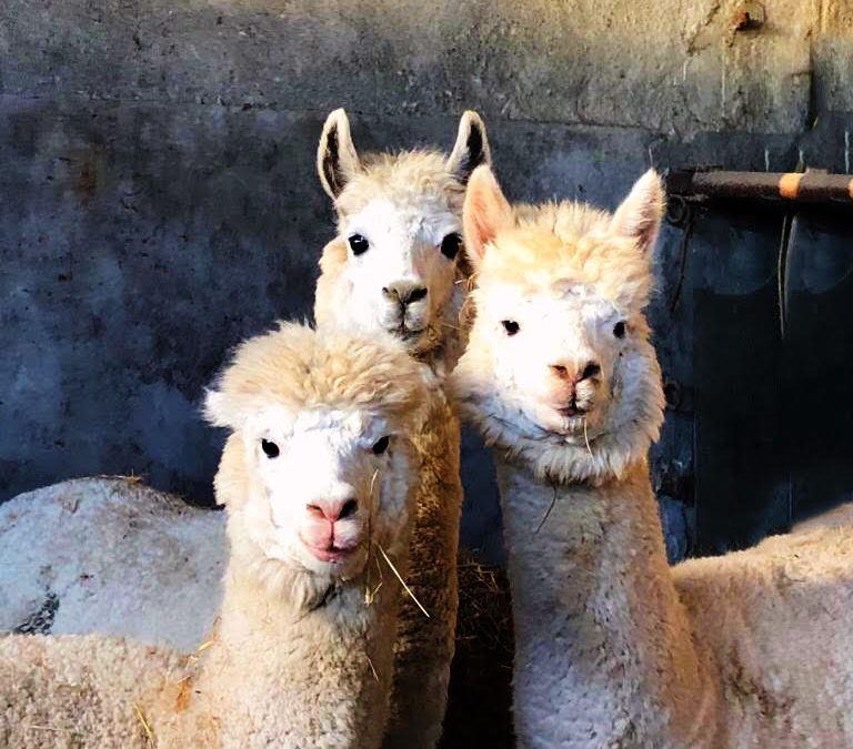 Agriturismo Con Animali – Pet Therapy a Milano Sud